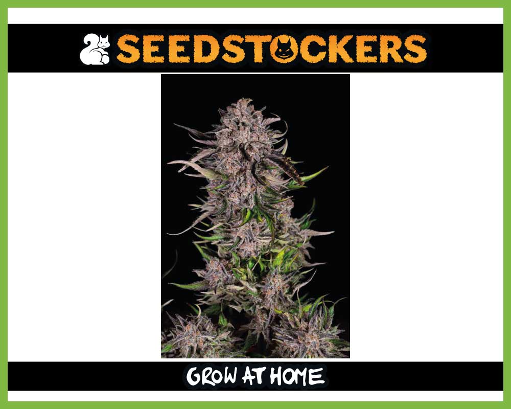Mack & Crack© Autoflower (Pack: 3+2 Samen)