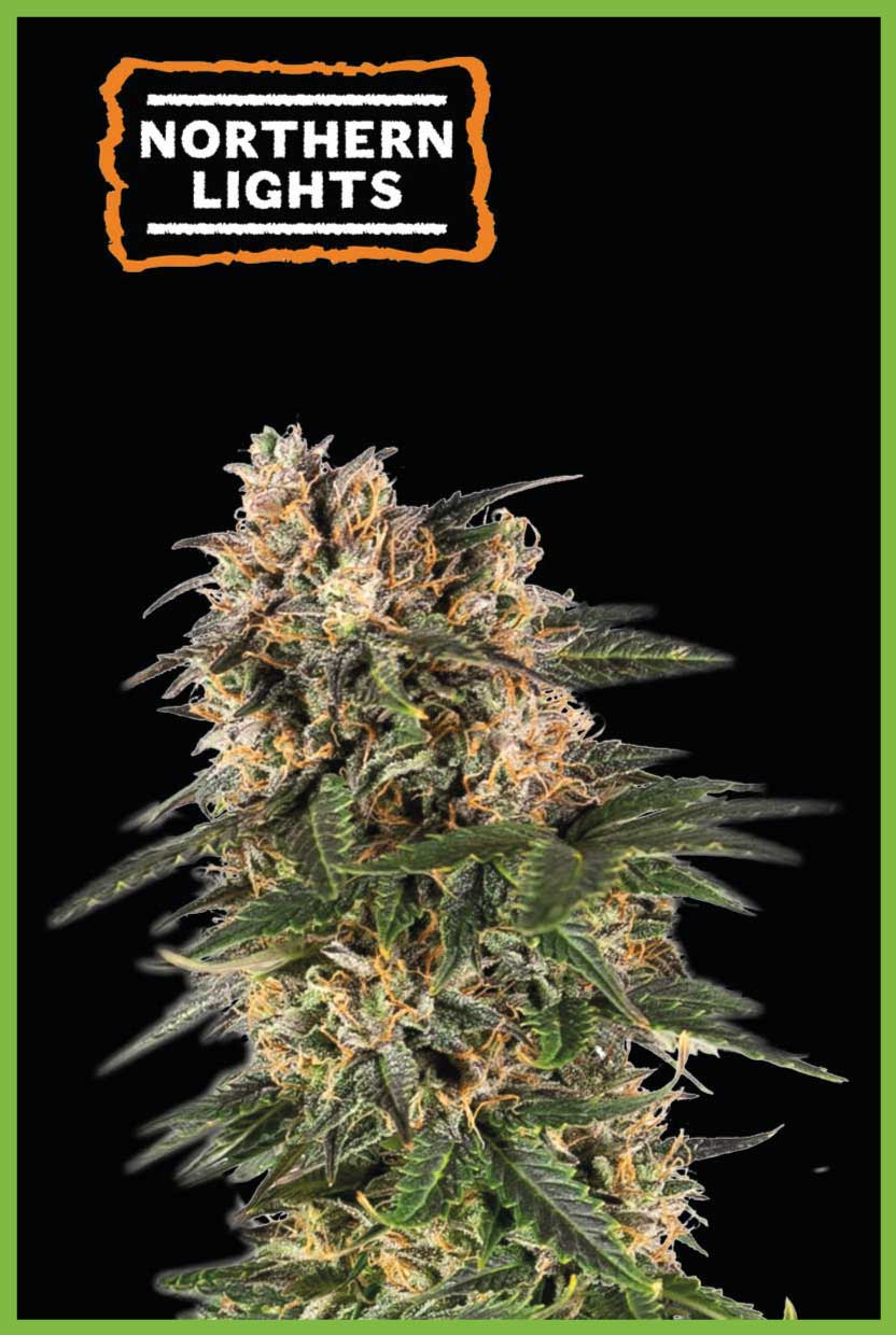 Northern Lights Autoflower (Pack: 3 Samen)
