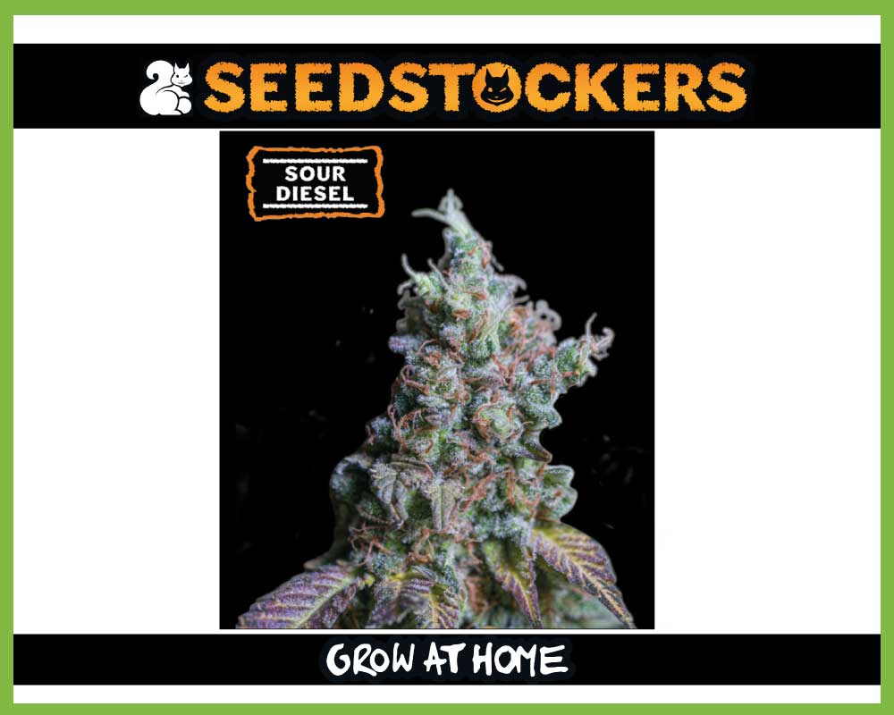 Sour Diesel Autoflower (Pack: 3 Samen)