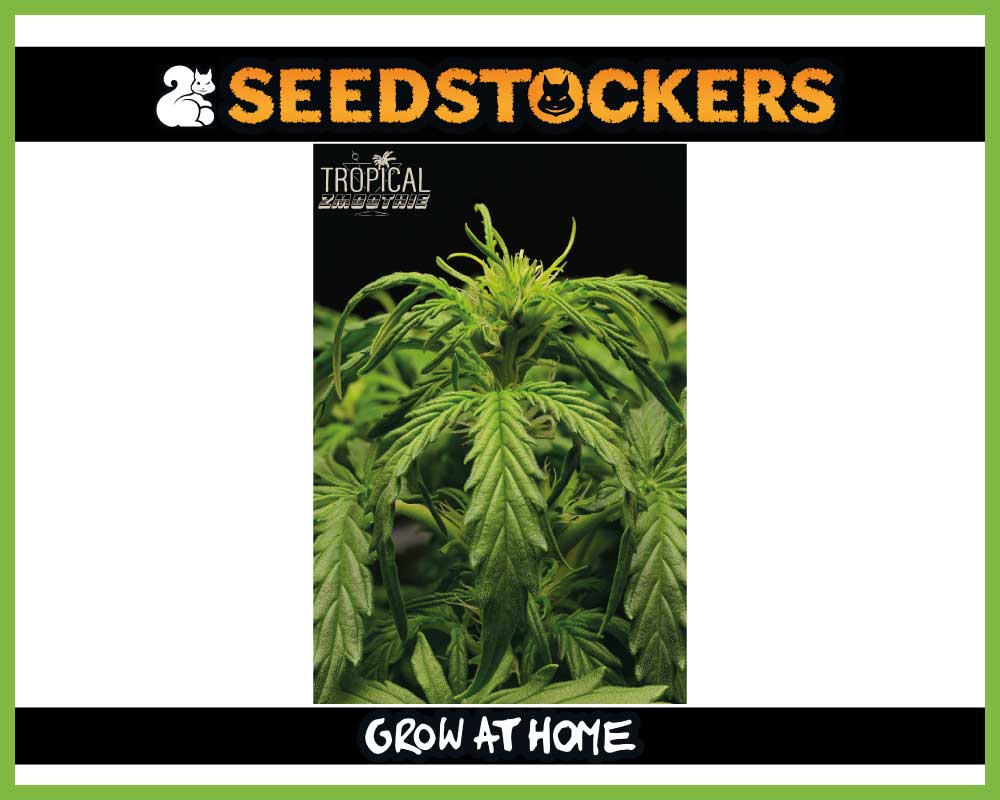 Tropical Zmoothie© Autoflower (Pack: 3+2 Samen)