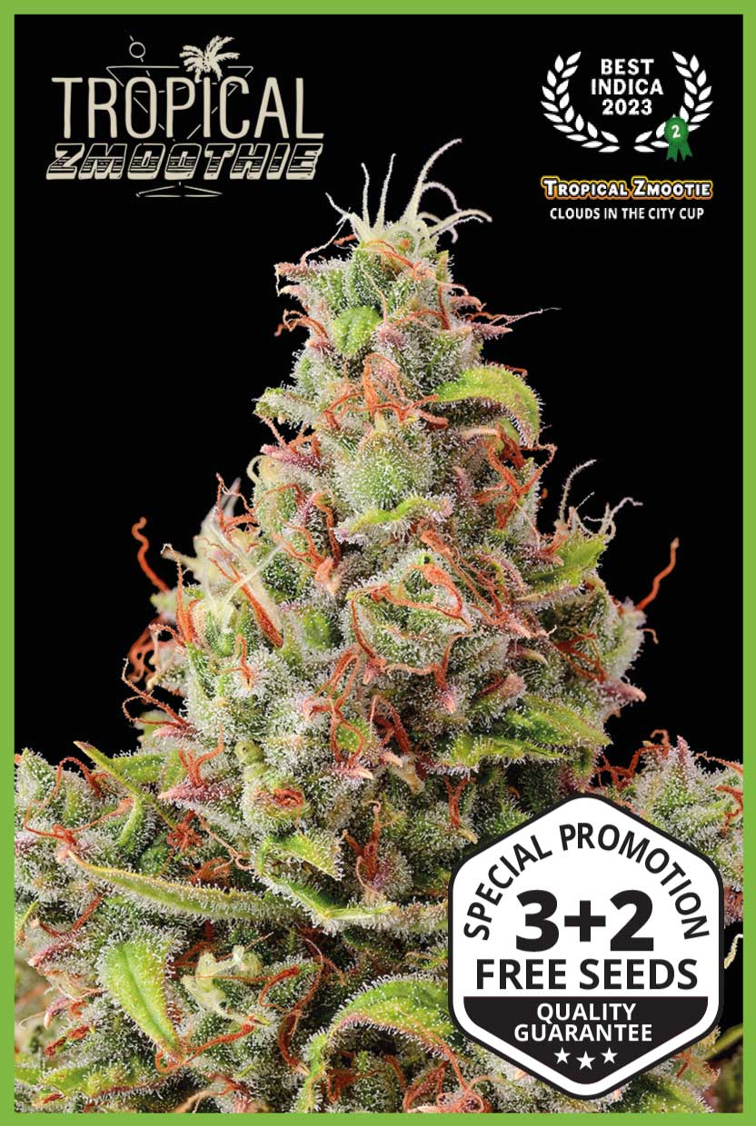 Tropical Zmoothie© Autoflower (Pack: 3+2 Samen)