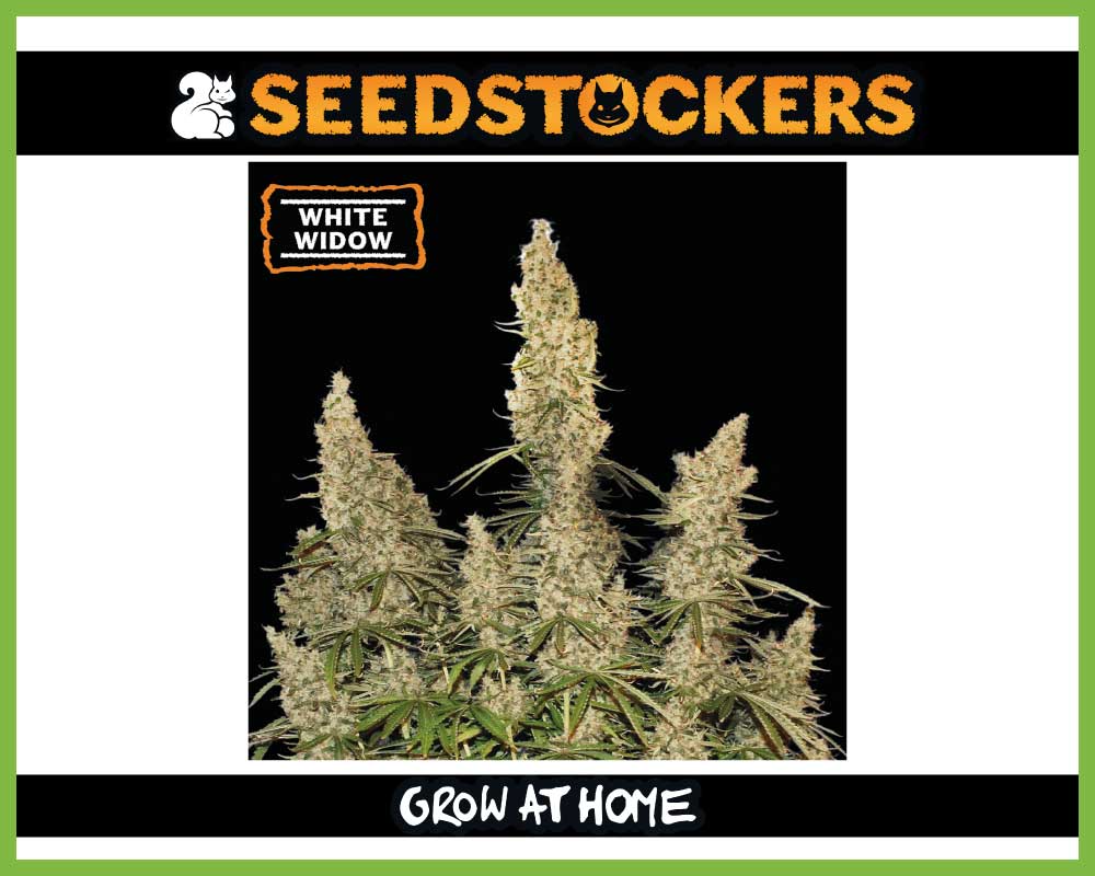 White Widow Autoflower (Pack: 3 Samen)