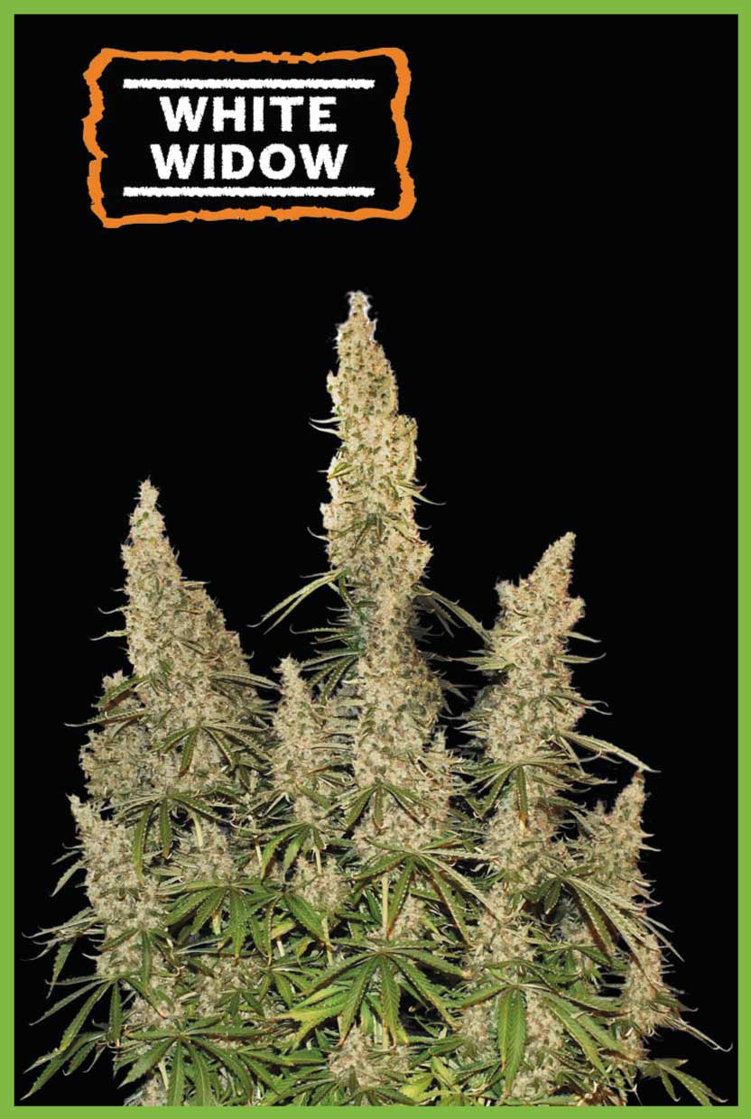 White Widow Autoflower (Pack: 3 Samen)