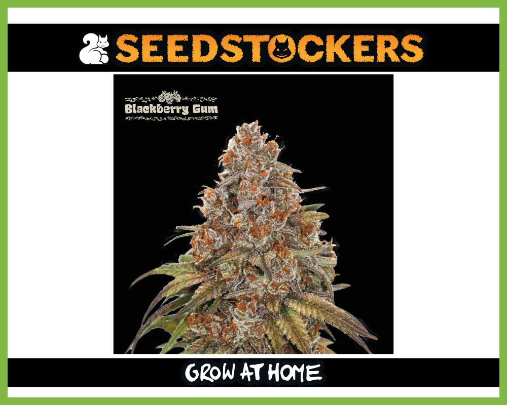 Blackberry Gum© Autoflower (Pack: 3 Samen)