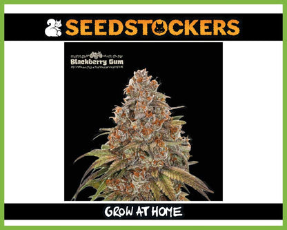 Blackberry Gum© Autoflower (Pack: 3 Samen)