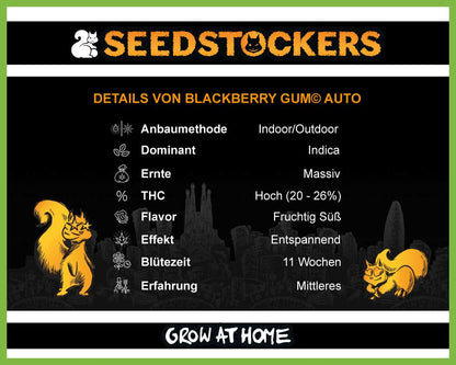 Blackberry Gum© Autoflower (Pack: 3 Samen)