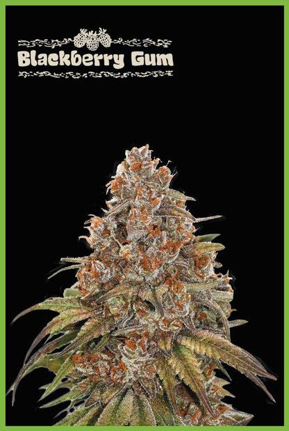 Blackberry Gum© Autoflower (Pack: 3 Samen)