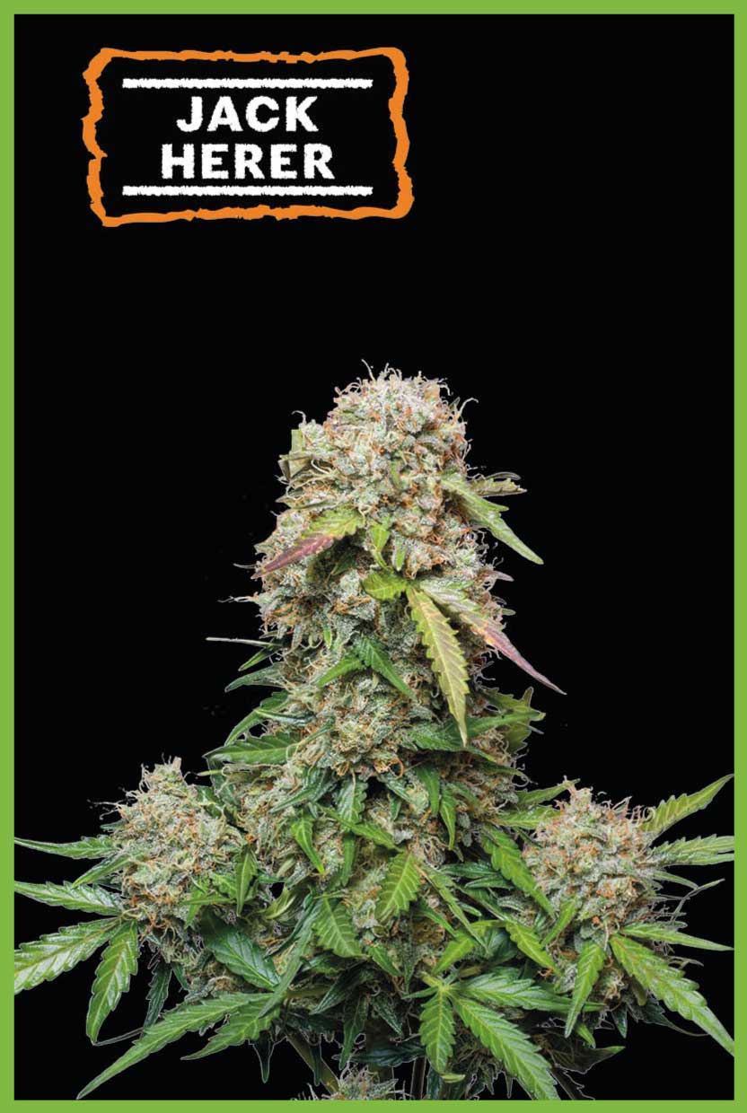 Jack Herer Autoflower (Pack: 3 Samen)