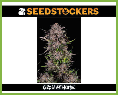Mack & Crack© Autoflower (Pack: 3+2 Samen)