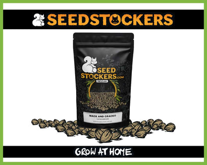Mack & Crack© Autoflower (Pack: 3+2 Samen)