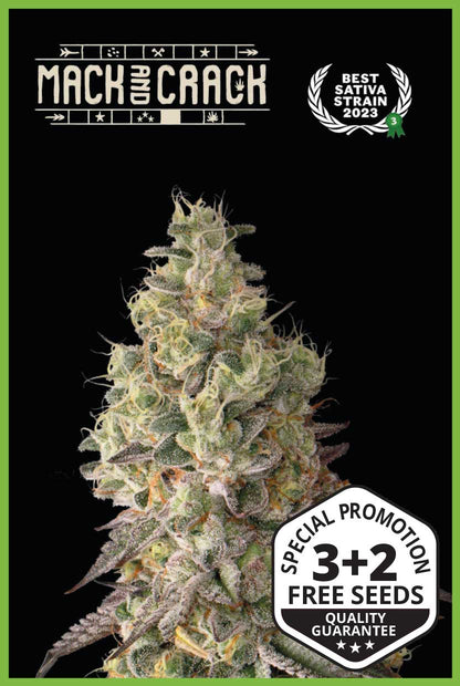 Mack & Crack© Autoflower (Pack: 3+2 Samen)