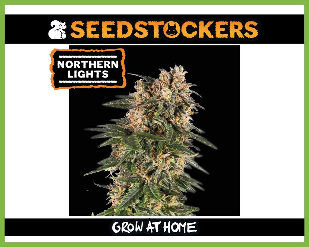Northern Lights Autoflower (Pack: 3 Samen)
