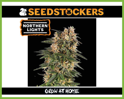 Northern Lights Autoflower (Pack: 3 Samen)