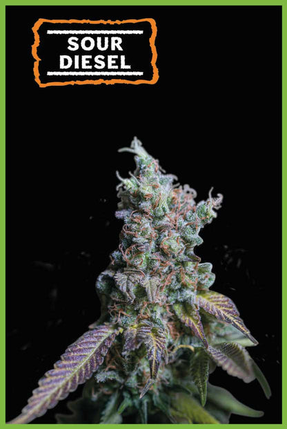 Sour Diesel Autoflower (Pack: 3 Samen)