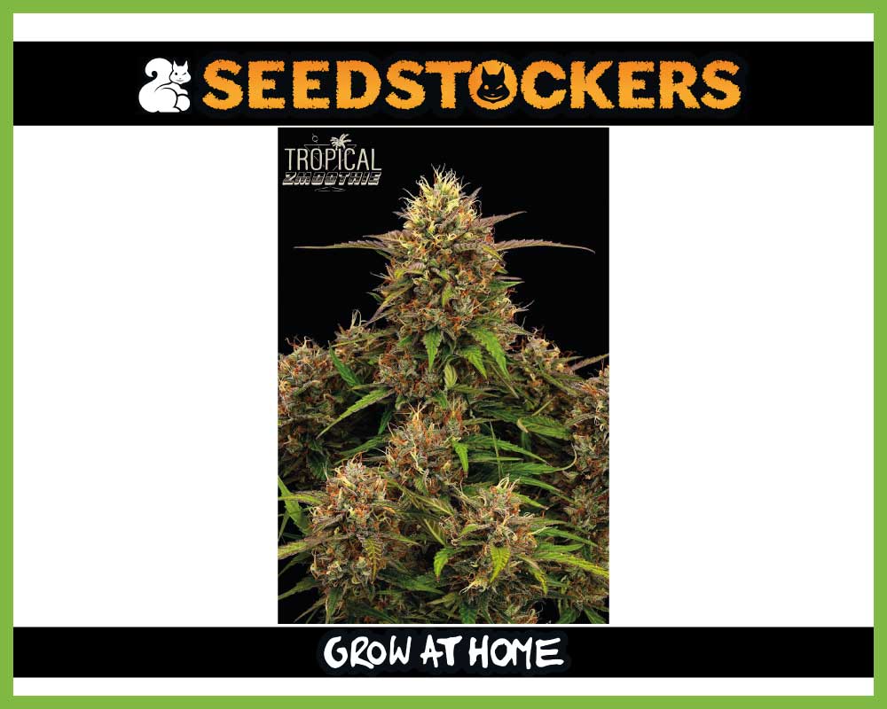 Tropical Zmoothie© Autoflower (Pack: 3+2 Samen)