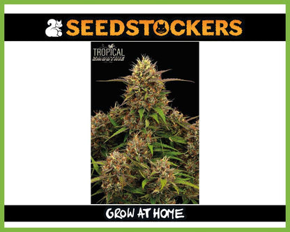 Tropical Zmoothie© Autoflower (Pack: 3+2 Samen)