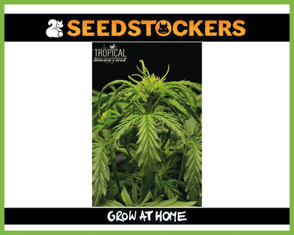 Tropical Zmoothie© Autoflower (Pack: 3+2 Samen)