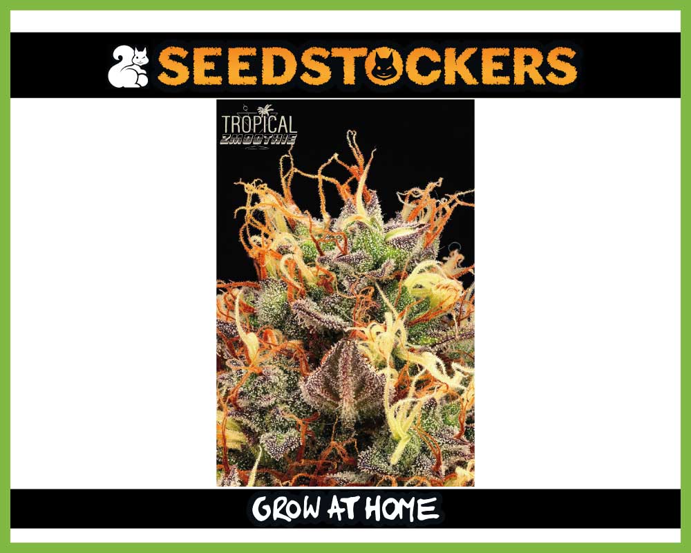 Tropical Zmoothie© Autoflower (Pack: 3+2 Samen)
