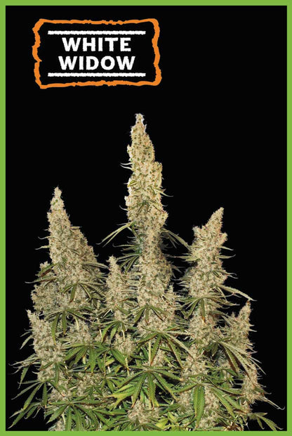 White Widow Autoflower (Pack: 3 Samen)